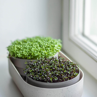 Kiełkownica Urbalive Microgreens + pojemnik ECO beżowy 30x16 cm - 4