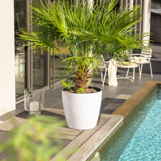  Lechuza Classico Color LS 21 flowerpot | 28 | 35 | 43 nutmeg - 6