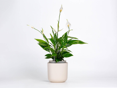 PLASTIA TOLITA Donica samonawadniająca okrągła 19 cm beżowy