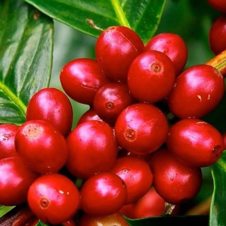  Independent Alliance for Better Coffee Brazil Eagle Monte Carmelo coffee beans - 2