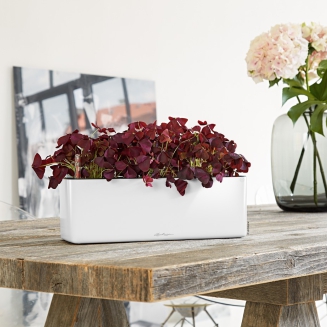 Lechuza Cube Glossy Triple flowerpot, red gloss - 4