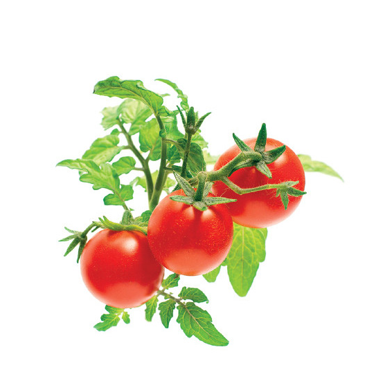 Click and Grow pomidorki koktajlowe 3 kapsułki